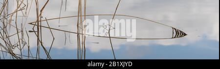stems of reed with reflections in the water panorama, sytno Stock Photo