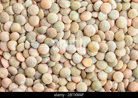 Green Lentils texture background. Lentils are rich in protein, carbohydrates, fiber, and low in fat.