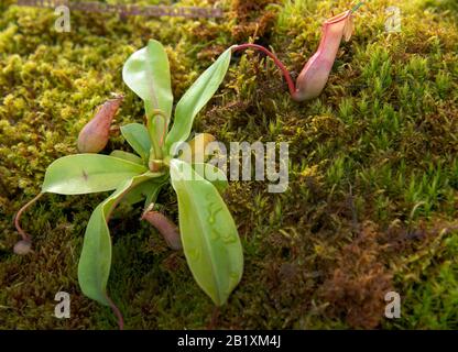 Pitcher plant ,Nepenthes veitchii x stenophylla, a natural hybrid. Botanical Garden Stock Photo