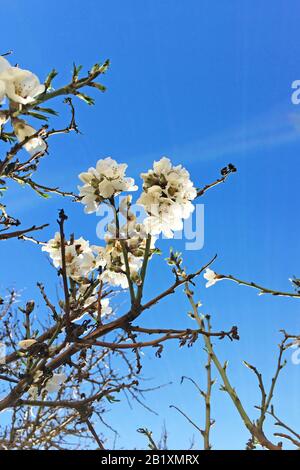 Almond tree blossom with beautiful blue sky on the background Stock Photo