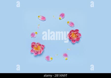 Ring of flowers and petals of a tulip on the blue background. Minimalistic spring frame. Stock Photo