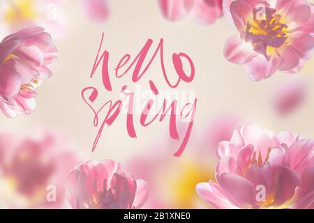 Hello spring - greeting card with modern hand calligraphic inscription. Tulips on a blue background. Stock Photo