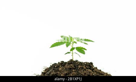 Close-up of young medical marijuana plant growing in the soil, isolated on white background. Cannabis sprout. Hemp is a concept of herbal and alternat Stock Photo