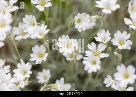 Cerastium Tomentosum - better known as chickweed or mouse-ear. White flowers with light green leaves in the background. Pastel colors. Stock Photo