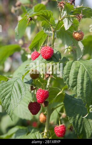 Lots of red ripe raspberries on a bush. Close up of fresh organic berries with green leaves on raspberry cane. Summer garden in village. Growing berri Stock Photo