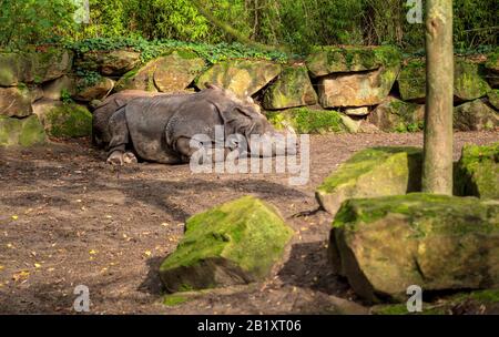 Lone male white rhino resting in the shade of a tree blijdorp rotterdam netherlands Stock Photo