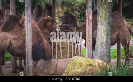 camels eat a mountain of hay under a roof at the zoo in blijdorp rotterdam netherlands Stock Photo