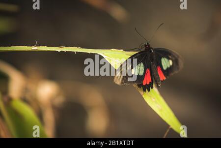 black with red and white butterfly close up on a leaf in blijdorp rotterdam the netherlands shallow depth of field Stock Photo
