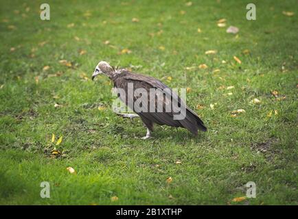 a vulture searches for food in the grass in the netherlands Stock Photo