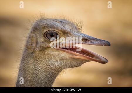 portrait of an ostrich isolated on yellow  background Stock Photo