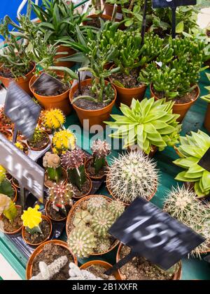 Various green succulent plants on a shelf price tags. Beautiful and fresh succulents in flower pots in flower shop. Stock Photo