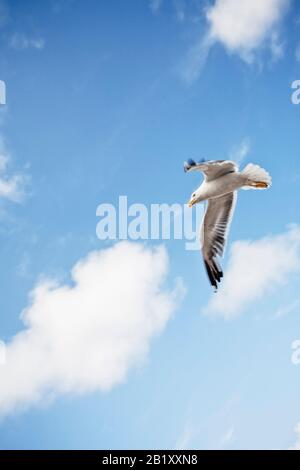 Lone Seagull flying and gliding against a blue sky Stock Photo