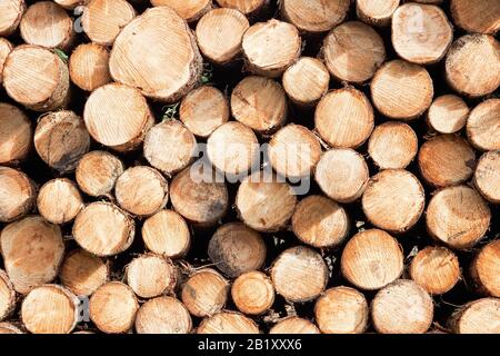 Stack of logs end on, full frame Stock Photo