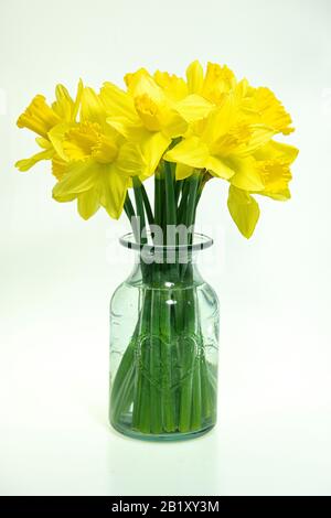 Cornish Daffodils, in a green vase,with a  valentine heart on a white backdrop Stock Photo