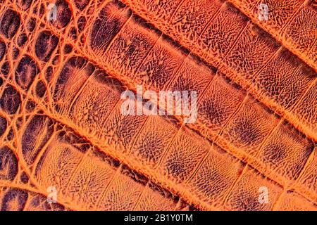 Texture of bright brown genuine leather close-up, with embossed scales reptiles, fashion trend pattern, wallpaper or banner design Stock Photo