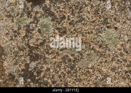Green moss on granite background Stock Photo