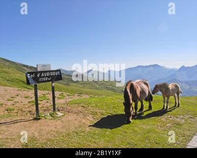 Horses grazing in Pyrenees mountains in France Stock Photo