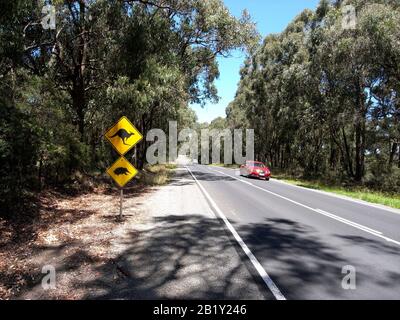 Kangaroo crossing in Otways Victoria Australia Stock Photo