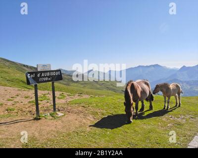 Horses grazing at the summit of Col d'Aubisque in Pyrenees mountains in France Stock Photo