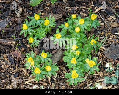 A clump of aconites (Eranthis hyemalis) showing the bright yellow flowers and the starry green foliage Stock Photo