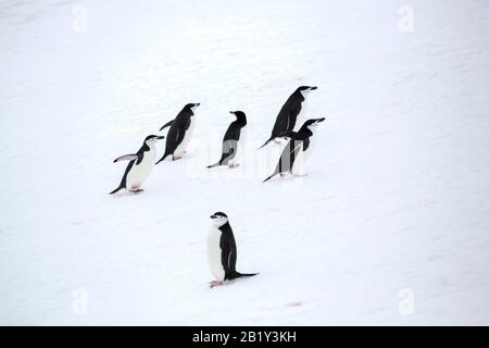 Chinstrap Penguin, Pygoscelis antarcticus at Palava Point on Two Hummock Island, in the Palmer Archipelago, Antarctica. Stock Photo