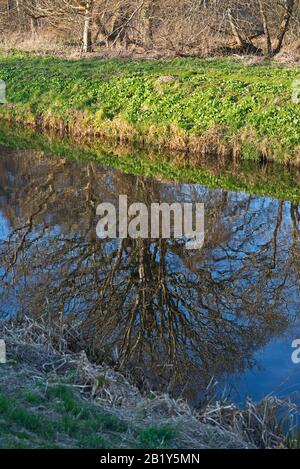 Reflection of a tree in the South Drain on Shapwick Heath Nature Reserve, in Somerset, England,UK Stock Photo