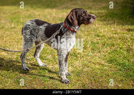Portrait of young hunting dog, German Wirehaired Pointer on leash standing in a park on green and yellow grass on a sunny day. Stock Photo
