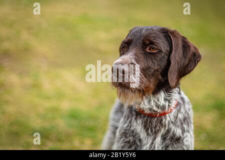 Portrait of young hunting dog, German Wirehaired Pointer with red collar on. Close up view of the head with dark brown hair and grey chest. Sunny day. Stock Photo