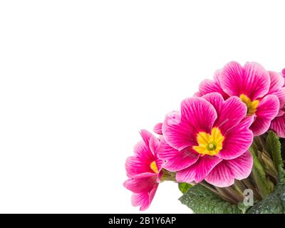 Purple primrose flowers in corner closeup isolated on white background with copyspace Stock Photo
