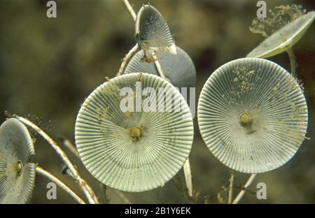 Green Algae (Acetabularia acetabulum) also known as Mermaid's wineglass, Corsica, France Stock Photo