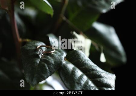 luxury engagement Diamond ring in jewelry. wedding gold ring with diamond lies on a leaf from a rose. one rings lie on the leaves of a succulent. Stock Photo