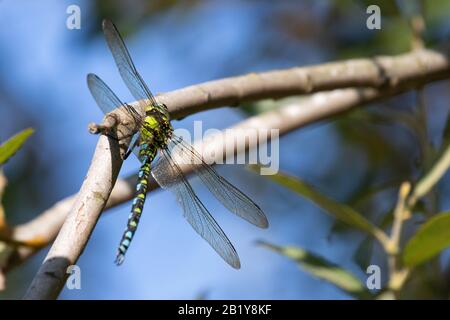 A beautiful dragonfly resting on a branch in the sunshine Stock Photo