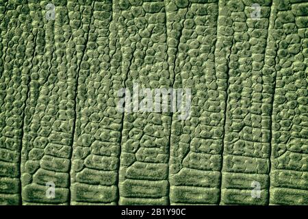 Texture of genuine leather close-up, embossed under the skin crocodile, green color print, trendy background. Stock Photo