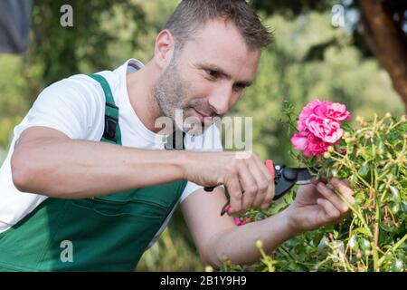 male florist cutting flowers outdoors Stock Photo