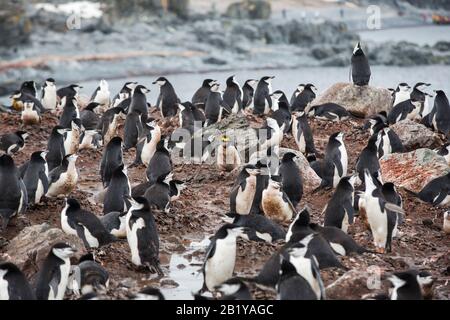 A Macaroni Penguin, Eudyptes chrysolophus amongst a breeding colony of Chinstrap Penguin; Pygoscelis antarcticus on Half Moon Island in the South Shet Stock Photo