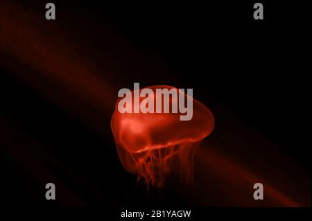 Jellyfish in the neon light. Aquarium with green and orange lights Stock Photo