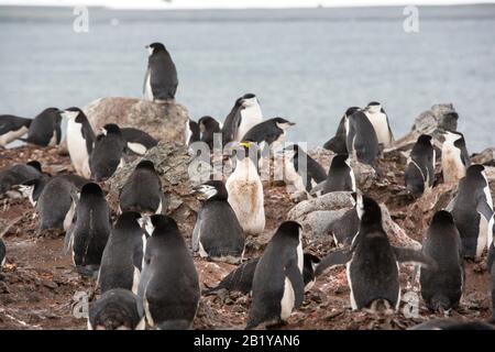 A Macaroni Penguin, Eudyptes chrysolophus amongst a breeding colony of Chinstrap Penguin; Pygoscelis antarcticus on Half Moon Island in the South Shet Stock Photo