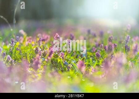 Beautiful woodland landscapes. Spring flowers In the forest. Stock Photo