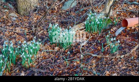 SNOWDROPS IN WOODLAND WITH WATER POURING FROM A DRAINAGE PIPE Stock Photo