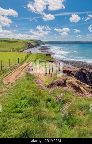 South West coastal path, walk to Abbotsham cliffs, looking out to sea with sea thrifts on the cliff, UK Stock Photo
