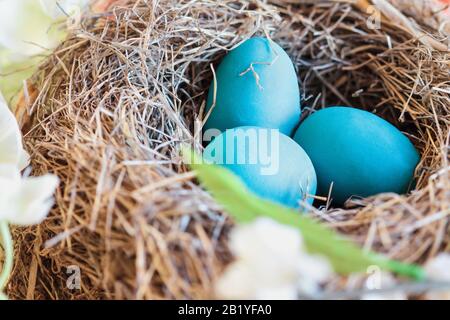 Real birds nest in a flowering tree with Robin blue eggs. Selective focus with blurred background. Stock Photo