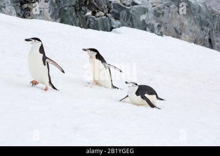 Chinstrap Penguin, Pygoscelis antarcticus at Palava Point on Two Hummock Island, in the Palmer Archipelago, Antarctica. Stock Photo