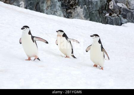 Chinstrap Penguin, Pygoscelis antarcticus at Palava Point on Two Hummock Island, in the Palmer Archipelago, Antarctica. Stock Photo