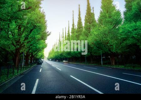 Beautiful road with trees on sideroad in summer. Straight road with green nature background shot at Icho Namiki  Road, Tokyo, Japan. Stock Photo