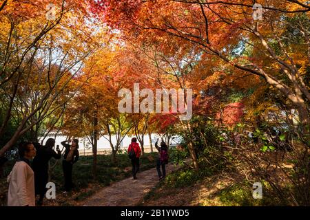 Autumn colours of the Chinese Maple Tree, Acer palmatum, at Qiuxiapu Park in Jiading district in Shanghai, China. Stock Photo