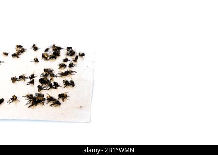 Flies Caught Sticky Fly Paper Traps Popular Insect Collecting