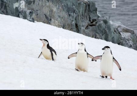 Chinstrap Penguin, Pygoscelis antarcticus at Palava Point on Two Hummock Island, in the Palmer Archipelago, Antarctica. Stock Photo