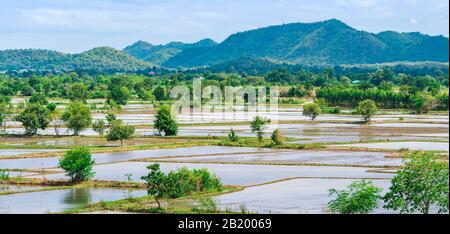 Scenery of flooded rice paddies. Agronomic methods of growing rice  with water in which rice sown in Thailand. Stock Photo