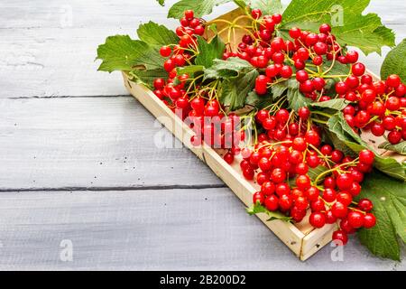 Fresh red viburnum berries with green leaves on branches. Autumn harvest, healthy raw ingredient for cooking, prevention and treatment of colds. Woode Stock Photo