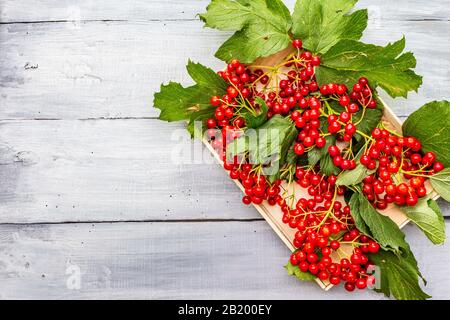 Fresh red viburnum berries with green leaves on branches. Autumn harvest, healthy raw ingredient for cooking, prevention and treatment of colds. Woode Stock Photo